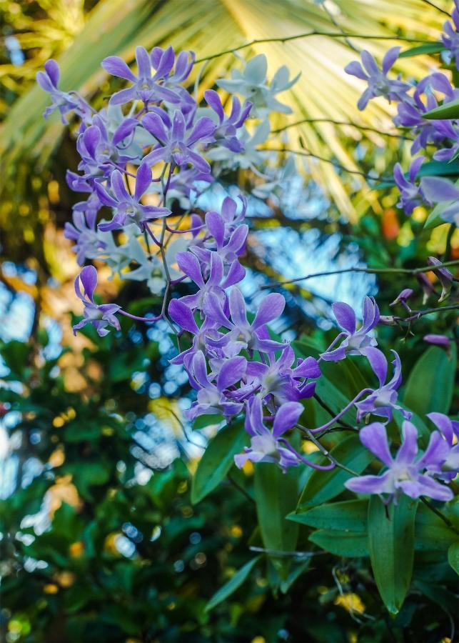 Plantation Inn Weligama Exteriér fotografie